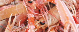 Langoustines