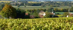 Vignoble, marais de Goulaine