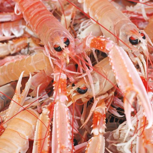 Langoustines